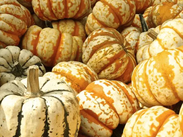 pumpkins