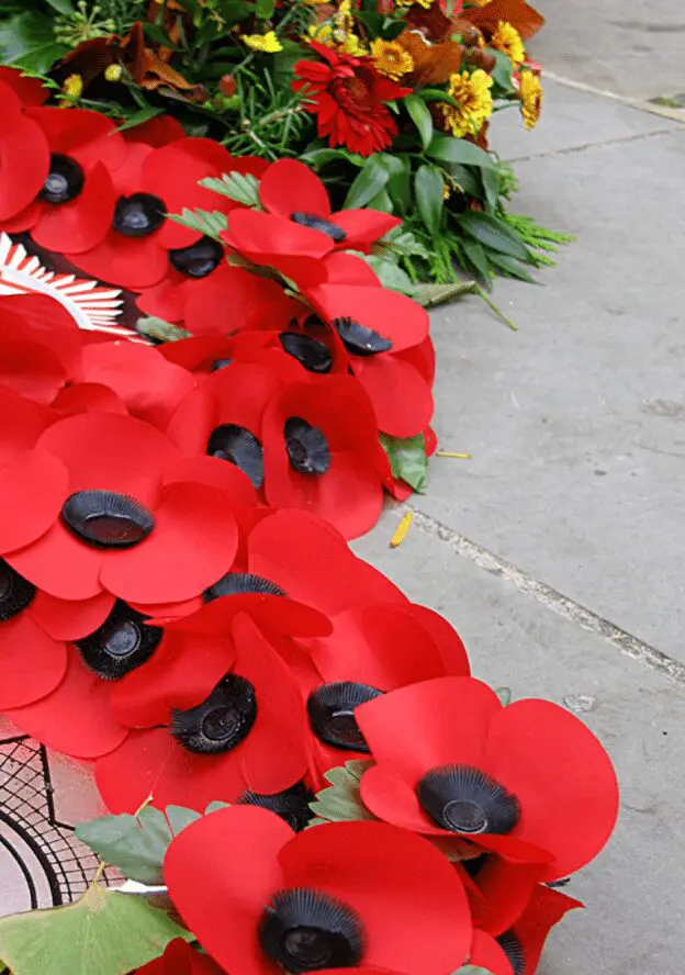 remembrance poppies