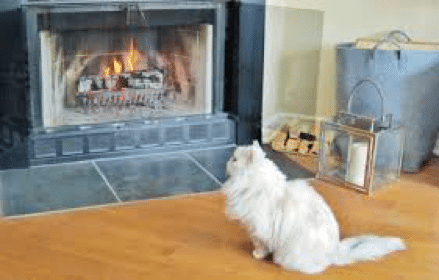cat fireplace