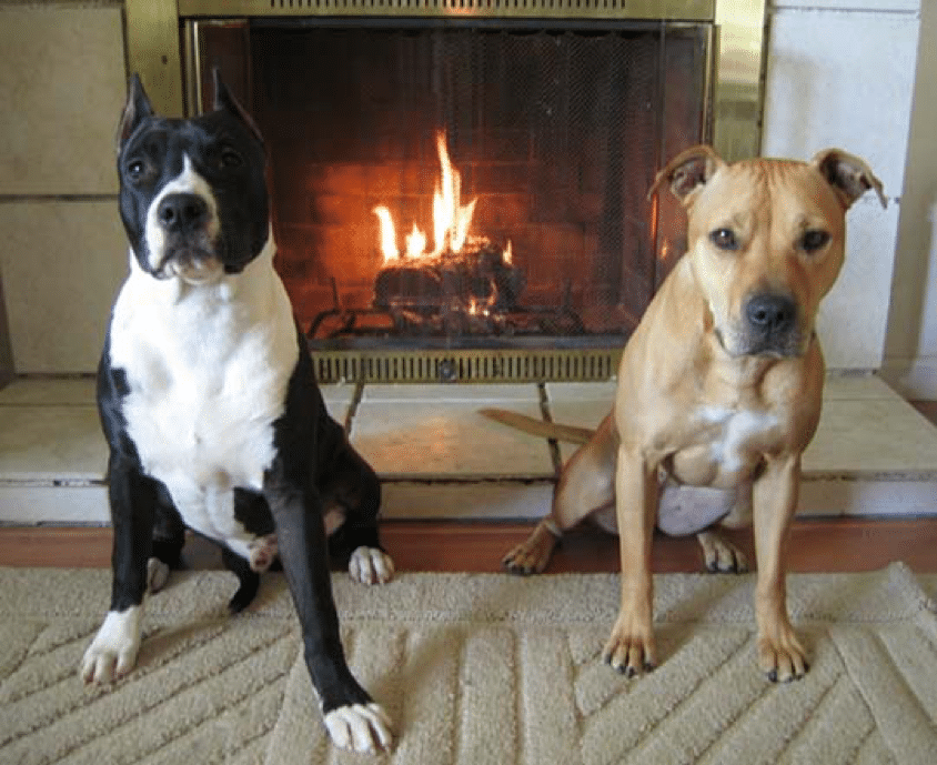 dogs fireplace
