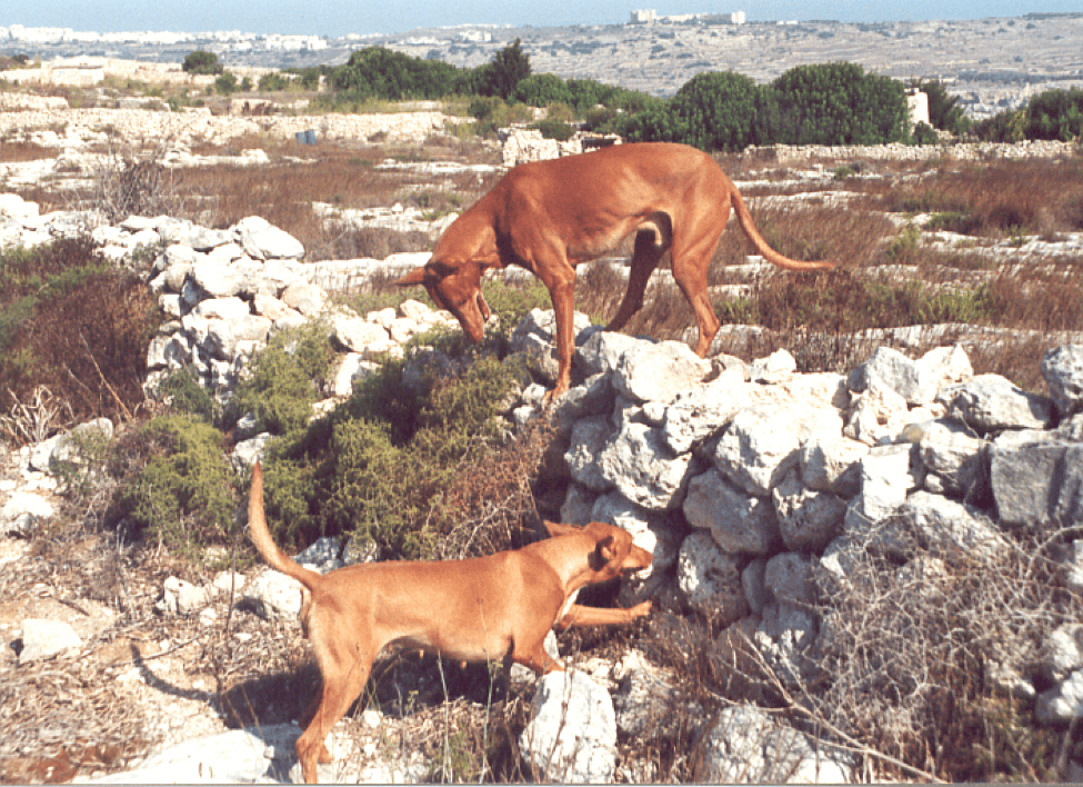 dogs digging a rubble stone wall