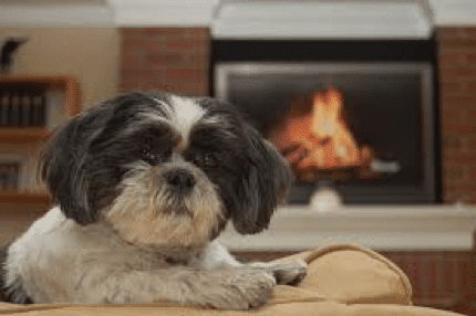 small dog fire